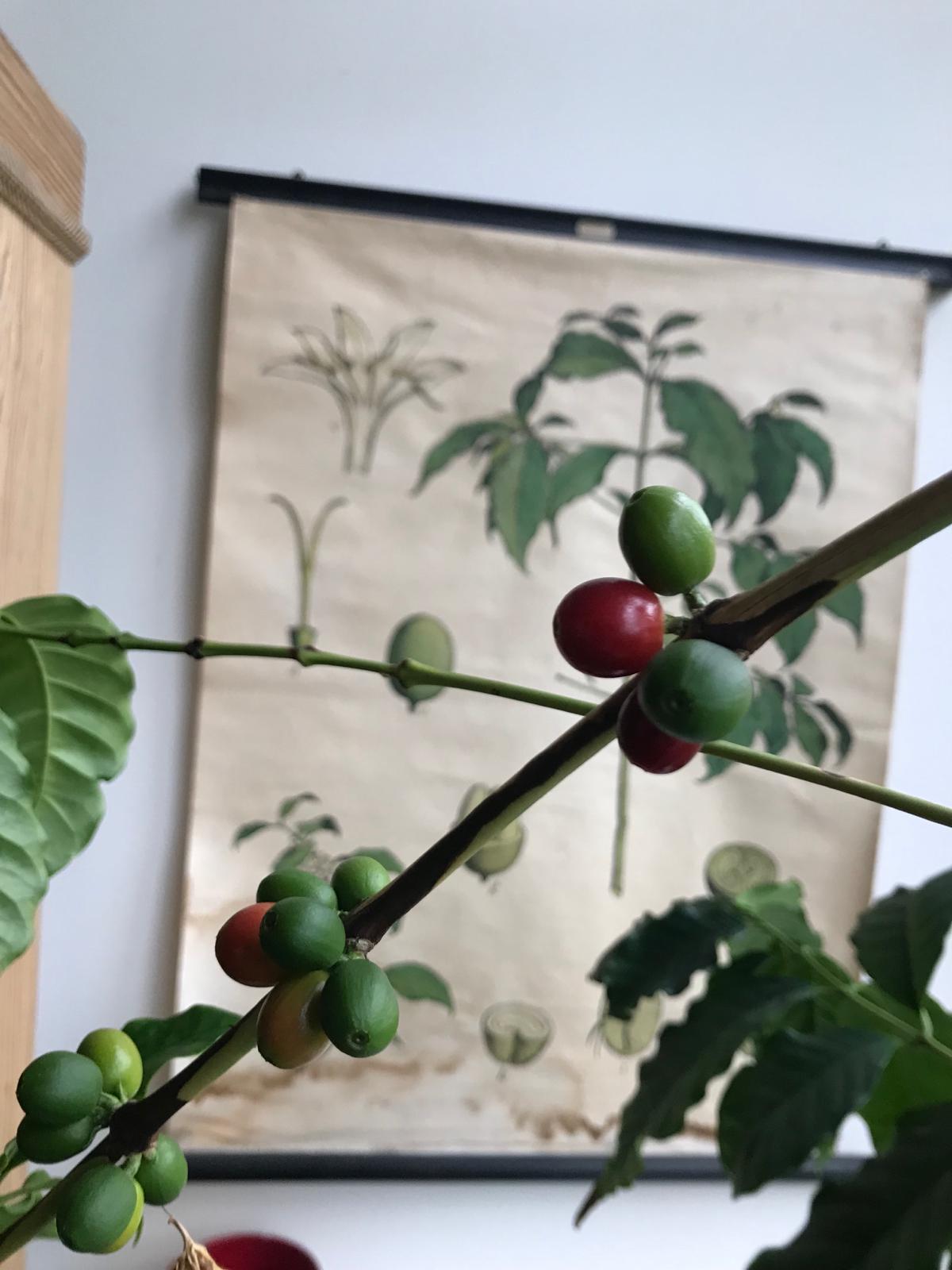 Gratisbeigabe Kaffeekirsche