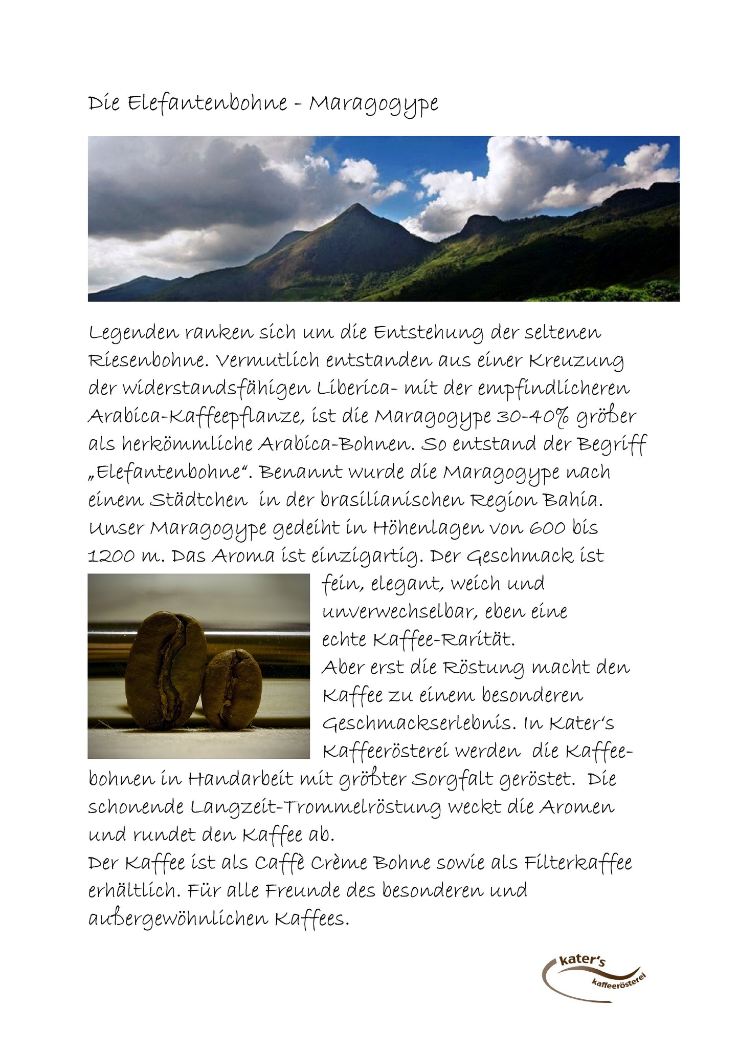 Kater Kaffee Weltenbummler Maragogype
